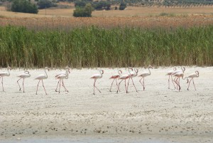 Flamingos in Pétrola, Albacete